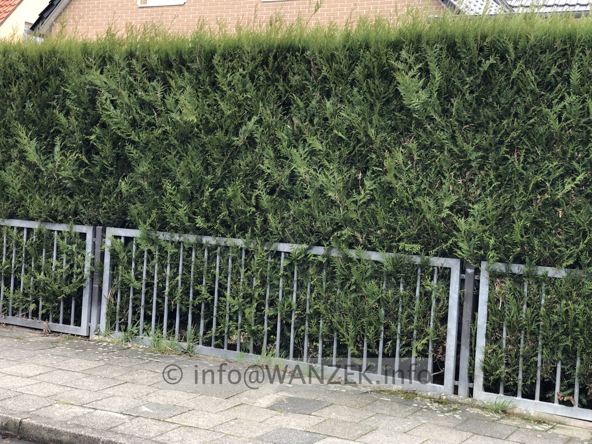 Hecke Thuja plicata 001.JPG